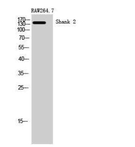 Anti-SHANK2 antibody