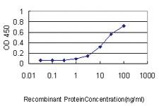 Anti-EIF2B2 Mouse Monoclonal Antibody [clone: 5B12-E10]