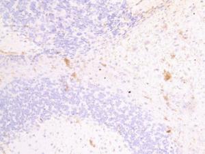 Anti-FSCN2 Antibody (A82952) (4µg/ml) staining of paraffin embedded Mouse Brain. Heat induced antigen retrieval with citrate buffer pH 6, HRP-staining.