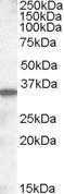 Anti-Slc10a2 Goat Polyclonal Antibody