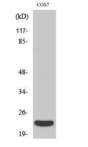 Western blot analysis of various cells using Anti-TNF-beta Antibody