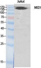 Western blot analysis of various cells using Anti-MED1 Antibody