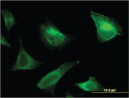 Anti-PRRG1 Mouse Monoclonal Antibody [clone: 1C7]