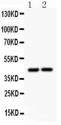 Anti-RUNX3 Rabbit Polyclonal Antibody