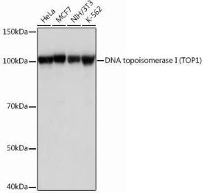 Western blot analysis of extracts of various cell lines, using Anti-Topoisomerase I Antibody [ARC0708] (A307759) at 1:1,000 dilution