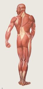 Poster - Human Musculature, Rear View