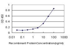 Anti-NR1D1 Mouse Monoclonal Antibody [clone: 4F6]