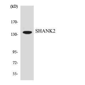 Anti-SHANK2 Rabbit Polyclonal Antibody