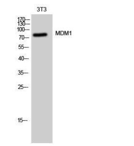 Western blot analysis of 3T3 cells using Anti-MDM1 Antibody