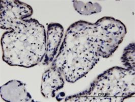 Anti-HEXIM1 Mouse Monoclonal Antibody [clone: 4G4]