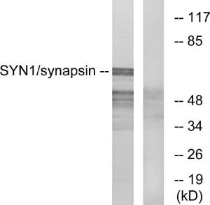 Antibody anti-synapsin 100 µg