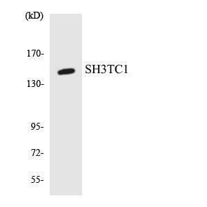 Western blot analysis of the lysates from RAW264.7 cells using Anti-SH3TC1 Antibody