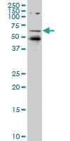 Anti-NR1D1 Mouse Monoclonal Antibody [clone: 5H6]