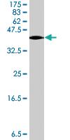 Anti-SEMA3B Mouse Polyclonal Antibody