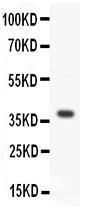 Anti-Wnt3a Rabbit Polyclonal Antibody