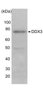 Anti-DDX3X Antibody