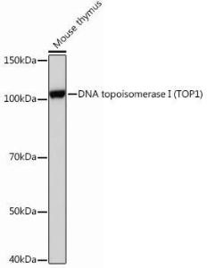 Western blot analysis of extracts of Mouse thymus, using Anti-Topoisomerase I Antibody [ARC0708] (A307759) at 1:1,000 dilution