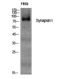 Antibody anti-synapsin 100 µg