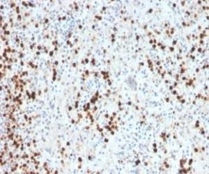 Immunohistochemical analysis of formalin-fixed, paraffin-embedded human spleen tissue using Anti-Myeloperoxidase Antibody [MPO/33R]