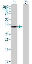 Anti-MRPL19 Mouse Polyclonal Antibody