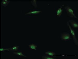 Anti-HEXIM1 Mouse Monoclonal Antibody [clone: 4G4]