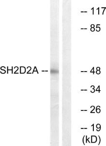 Antibody anti-SH2D2A A100312-100 100 µg