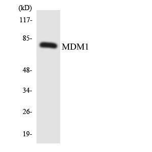 Western blot analysis of the lysates from HepG2 cells using Anti-MDM1 Antibody