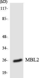 Western blot analysis of the lysates from COLO205 cells using Anti-MBL2 Antibody