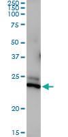 Anti-PRRG2 Rabbit Polyclonal Antibody