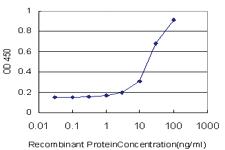 Anti-NR1D1 Mouse Monoclonal Antibody [clone: 5H6]