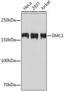 Western blot analysis of extracts of various cell lines, using Anti-SMC1A Antibody [ARC1095] (A308993) at 1:1000 dilution. The secondary Antibody was Goat Anti-Rabbit IgG H&L Antibody (HRP) at 1:10000 dilution. Lysates/proteins were present at 25 µg per lane