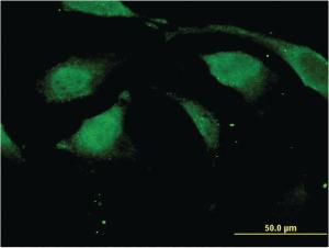 Anti-DAZAP2 Mouse Monoclonal Antibody [clone: 3G21]