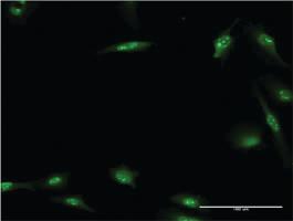 Anti-HEXIM1 Mouse Monoclonal Antibody [clone: 4G4]