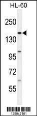 Anti-BCORL1 Rabbit Polyclonal Antibody (FITC (Fluorescein Isothiocyanate))