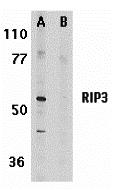 Western blot analysis of RIP3 in mouse 3T3 whole cell lysate in the absence (A) or presence (B) of blocking peptide (2283P with RIP3 antibody at 1 &#956;g/mL.