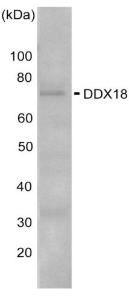 Anti-DDX18 Antibody