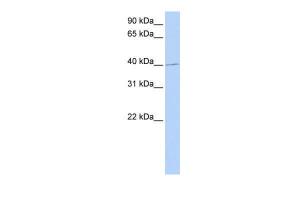 Anti-PAX1 Rabbit Polyclonal Antibody