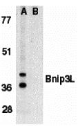 Western blot analysis of Bnip3L in K562 whole cell lysate in the absence (A), or presence (B) of immunogenic peptide (2289P) with Bnip3L antibody (IN) at 1 &#956;g/mL.