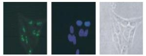 Anti-DDX18 Antibody