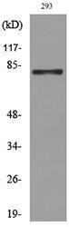 Antibody anti-MCM7 100 µg