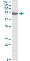 Anti-DMPK Rabbit Polyclonal Antibody