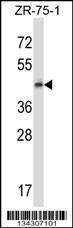 Anti-GPR137 Rabbit Polyclonal Antibody (AP (Alkaline Phosphatase))