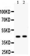 Anti-E2F4 Rabbit Polyclonal Antibody