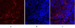 Antibody anti-synapsin 100 µg