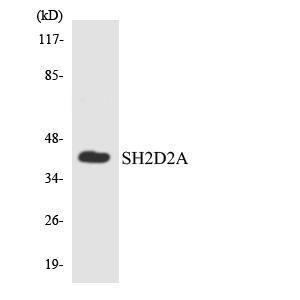 Western blot analysis of the lysates from HUVEC cells using Anti-SH2D2A Antibody