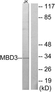 Western blot analysis of lysates from Jurkat cells using Anti-MBD3 Antibody. The right hand lane represents a negative control, where the antibody is blocked by the immunising peptide