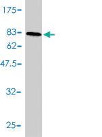 Anti-GABPA Mouse Monoclonal Antibody [clone: 4B8-G6]