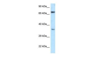 Anti-NXN Rabbit Polyclonal Antibody