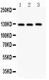 Anti-Fibulin 2 Rabbit Polyclonal Antibody