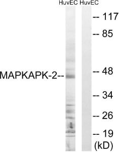 Western blot analysis of lysates from HUVEC cells, treated with Adriamycin 0.5uM 3h using Anti-MAPKAPK2 Antibody. The right hand lane represents a negative control, where the antibody is blocked by the immunising peptide